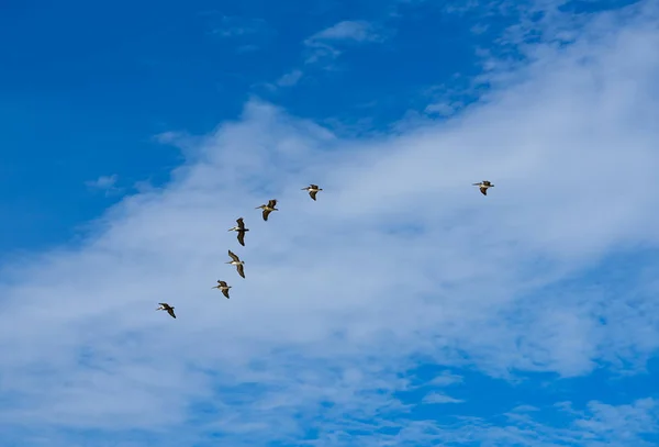 Pelikanen vliegen samen op blauwe hemel in riviera maya — Stockfoto