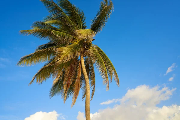 Caribbean coconut palm tree Riviera Maya — Stock Photo, Image