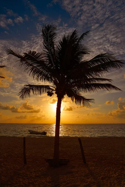 Caribbean sunrise palm trees Riviera Maya — Stock Photo, Image