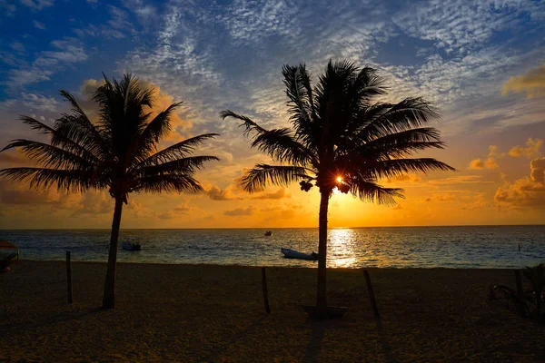 Caribbean sunrise palm träd Riviera Maya — Stockfoto