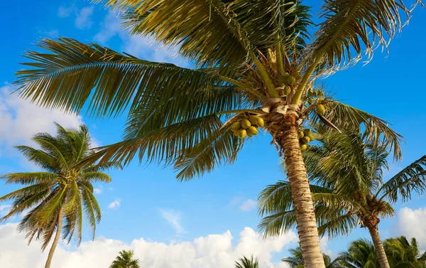 Karibiska coconut palm tree Riviera Maya — Stockfoto