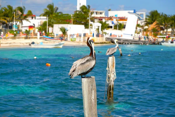 Caribbean Pelican on a beach pole — Stock Photo, Image