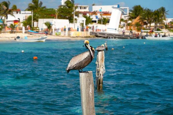Caribbean Pelican on a beach pole — Stock Photo, Image