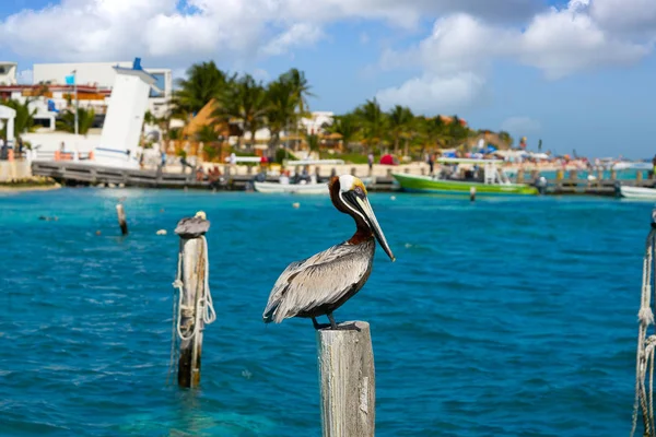 Caribe Pelicano em um pólo de praia — Fotografia de Stock