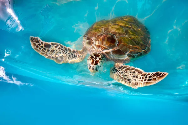 Želvy photomount v karibské vody — Stock fotografie