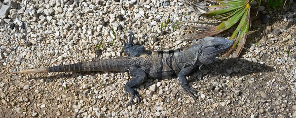 Iguana messicana a Tulum in Riviera Maya — Foto Stock