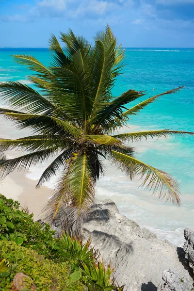 Tulum turquoise strand palmboom in Riviera Maya op Maya — Stockfoto