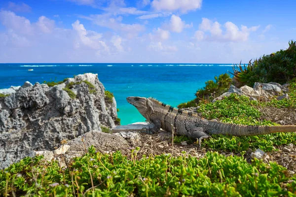 Iguana messicana a Tulum in Riviera Maya — Foto Stock