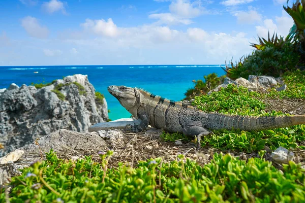 Mexican iguana in Tulum in Riviera Maya — Stock Photo, Image