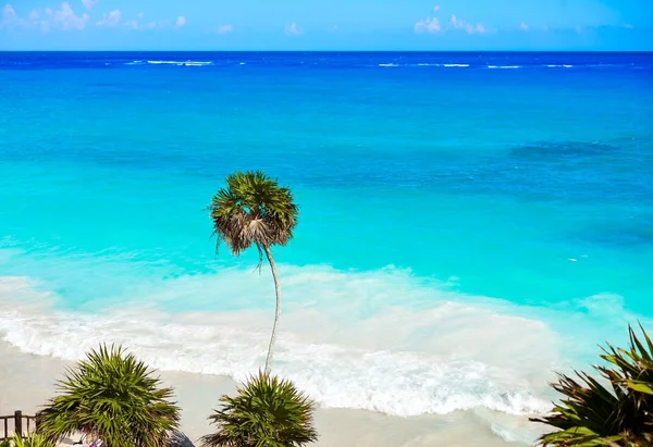 Tulum turquoise strand palmboom in Riviera Maya op Maya — Stockfoto