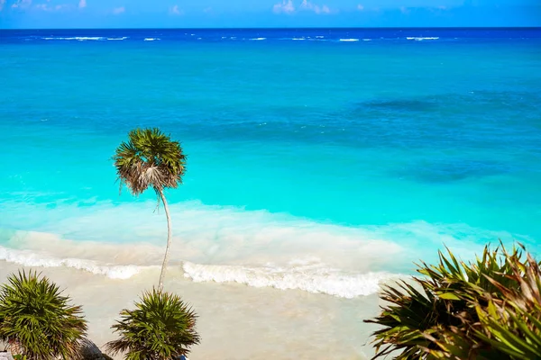 Tulum turquoise beach  palm tree in Riviera Maya at Mayan — Stock Photo, Image
