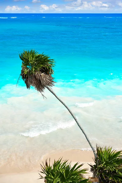 マヤのリビエラ ・ マヤのトゥルムにあるターコイズ ブルーのビーチのヤシの木 — ストック写真