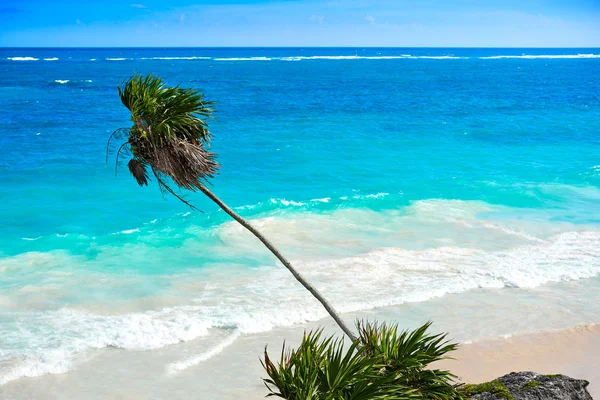 Tulum turquoise strand palmboom in Riviera Maya op Maya — Stockfoto