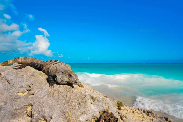 Iguane mexicain à Tulum sur la Riviera Maya — Photo