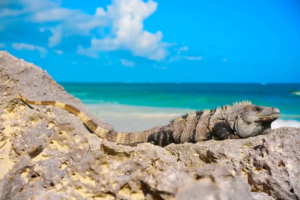 Iguana mexicana en Tulum en Riviera Maya —  Fotos de Stock