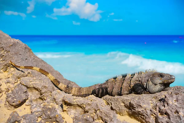 Iguane mexicain à Tulum sur la Riviera Maya — Photo