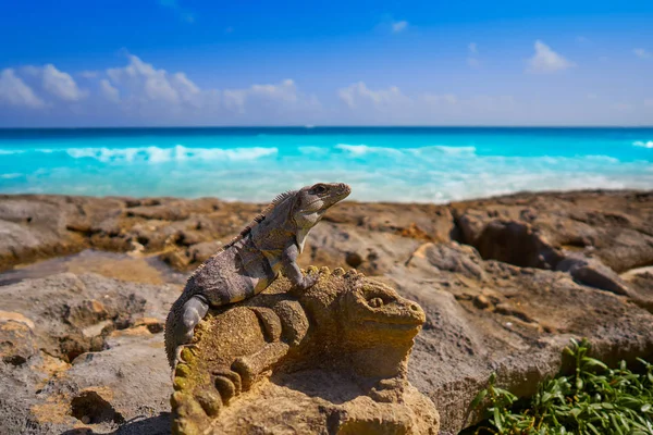 Mexican iguana on sculpture in Riviera Maya — Stock Photo, Image