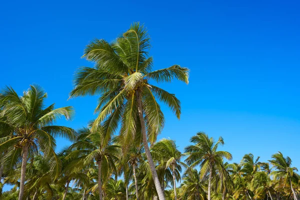 Tulum palm trees jungle on Mayan Riviera beach — Stock Photo, Image