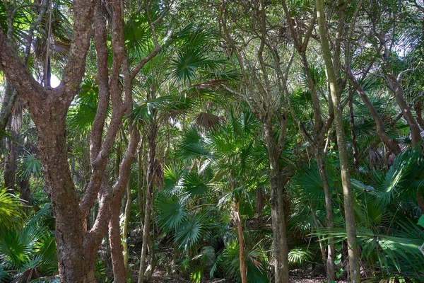 Tulum Riviera Maya selva en México —  Fotos de Stock