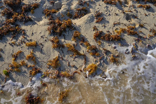 Zeewier kelp in Mexico Caribbean beach — Stockfoto