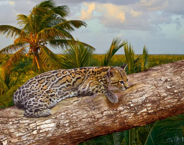 Ocelote Leopardus pardalis Ocelot cat — Stok fotoğraf
