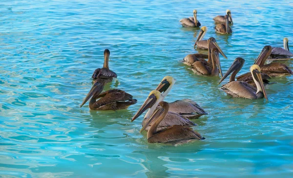 Pelikaan vogels in Caribbean Mexico — Stockfoto