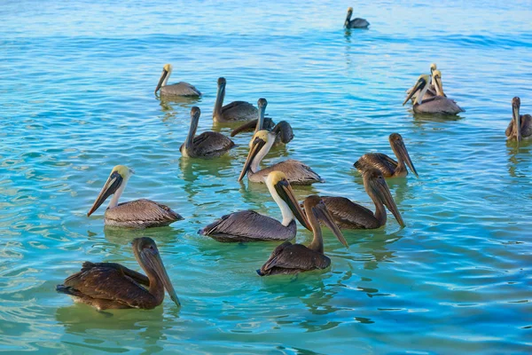 Pelikán madarak a mexikói Karib-tenger — Stock Fotó