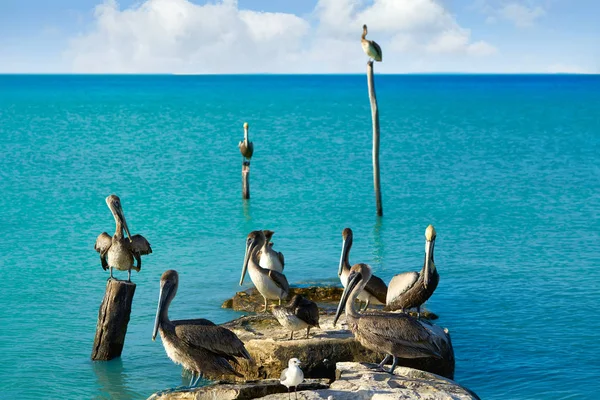 Pelican fåglar i Karibiska pier Mexiko — Stockfoto