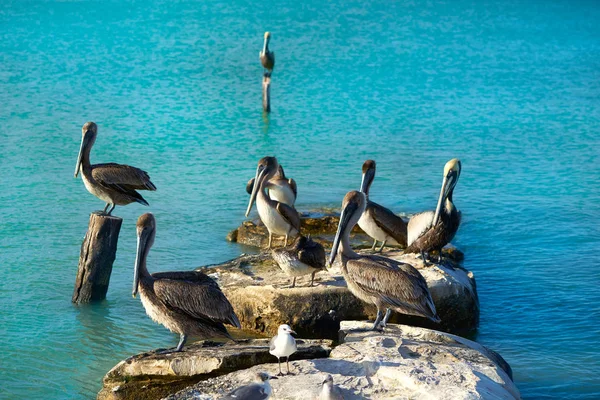 Aves pelícanas en muelle del Caribe México —  Fotos de Stock