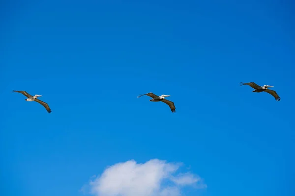 Карибские пеликаны, летящие в ряд — стоковое фото