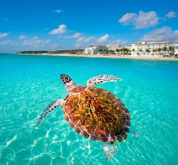 Playa del Carmen turtle photomount Mexico — Zdjęcie stockowe