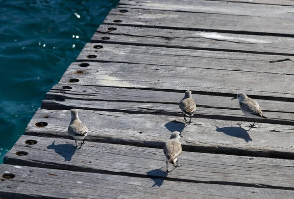 Sandpiper fåglar i en karibisk pir — Stockfoto
