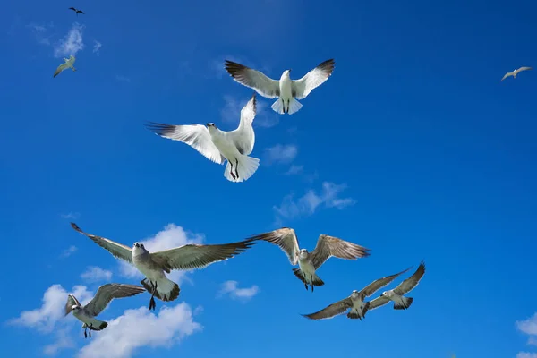 Gaviotas gaviotas volando sobre el cielo azul —  Fotos de Stock