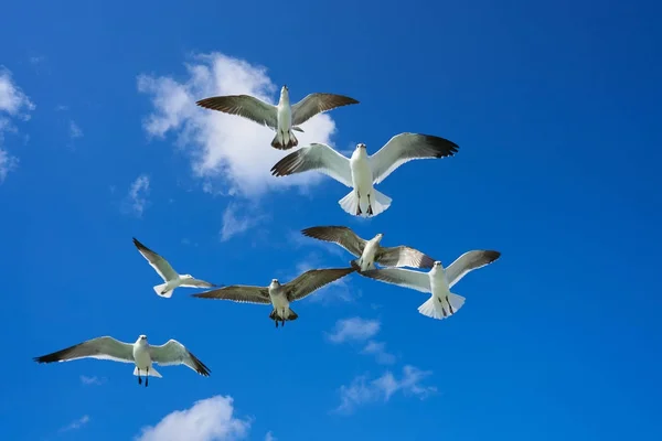 Gaviotas gaviotas volando sobre el cielo azul —  Fotos de Stock