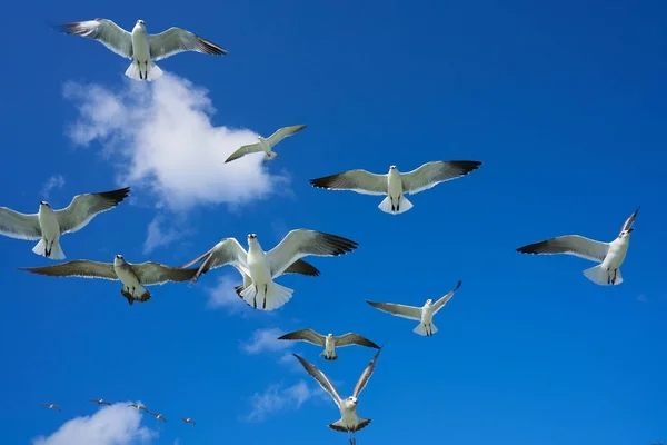 Gaviotas gaviotas volando sobre el cielo azul —  Fotos de Stock