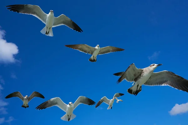 Gaviotas gaviotas volando sobre el cielo azul —  Fotos de Stock