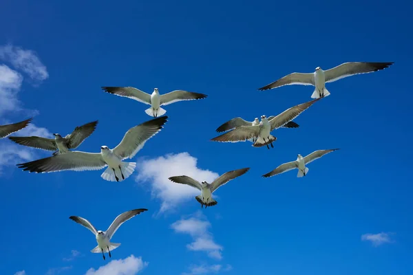 Чайки летят по голубому небу — стоковое фото