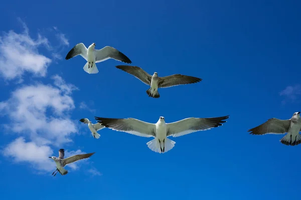 Seagulls fiskmåsar flyger på blå himmel — Stockfoto
