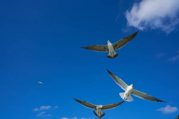 Gaivotas gaivotas do mar voando no céu azul — Fotografia de Stock
