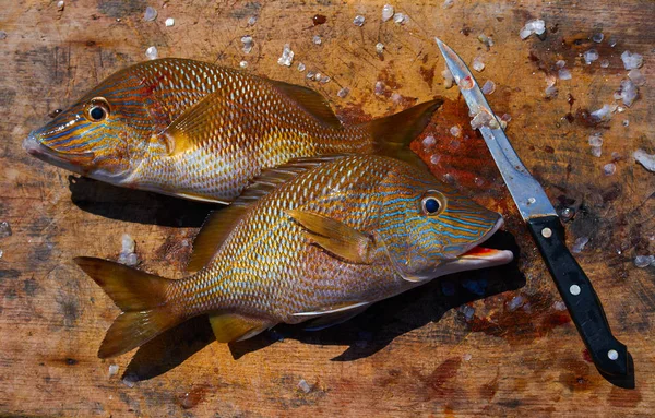 Pesce grugnito bianco Haemulon plumieri — Foto Stock