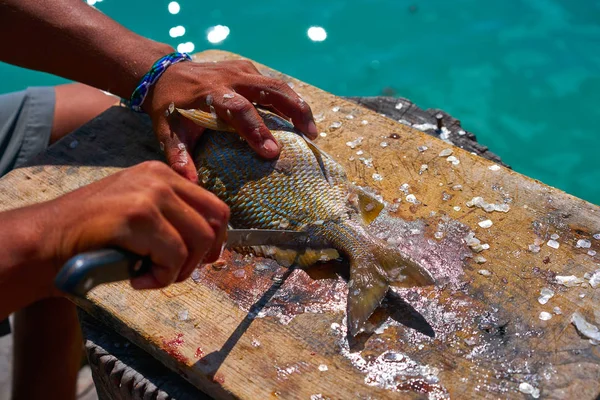Белоснежные рыбки рассеиваются на Карибах — стоковое фото