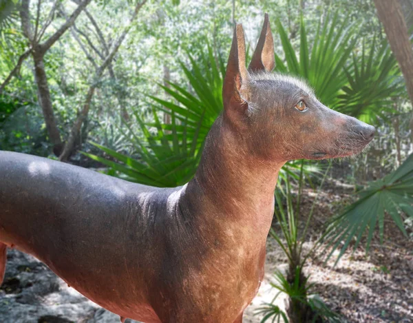 Aztec cane senza peli Xoloitzcuintli dal Messico — Foto Stock