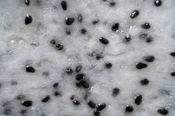 Pitaya dragon fruit pitahaya macro detail — Stock Photo, Image