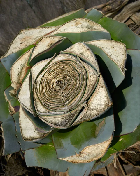 龙舌兰 pitera 从地中海核心切割植物 — 图库照片