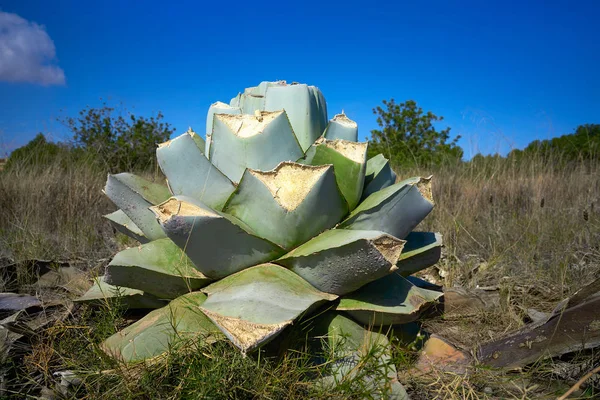 Agave pitera gesneden planten uit mediterrane kern — Stockfoto