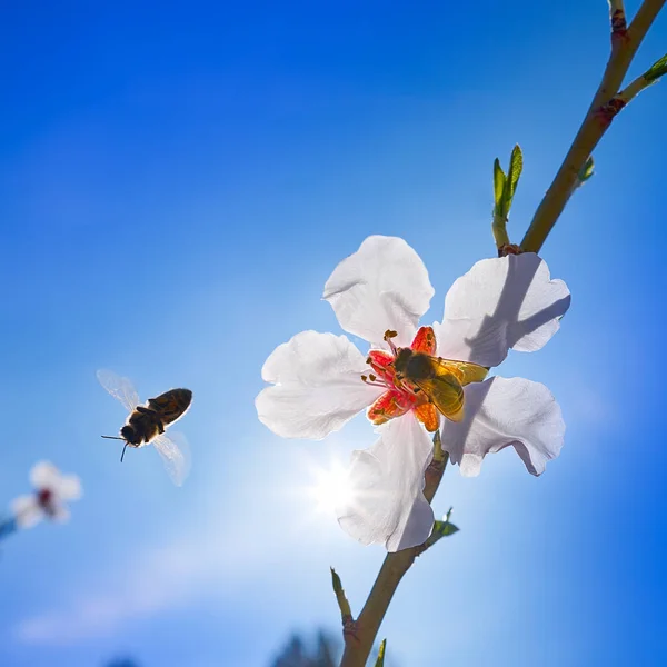 Mandorlo albero dei fiori con l'impollinazione delle api in primavera — Foto Stock