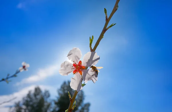 वसंत में मधुमक्खी परागण के साथ बादाम फूल पेड़ — स्टॉक फ़ोटो, इमेज