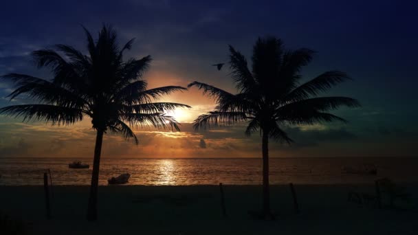 Riviera Maya Palmiers Plage Lever Soleil Dans Mer Des Caraïbes — Video