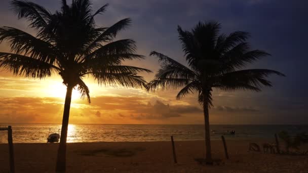 Mayan Riviera Palm Trees Beach Sunrise Caribbean Sea Mexico — Stock Video