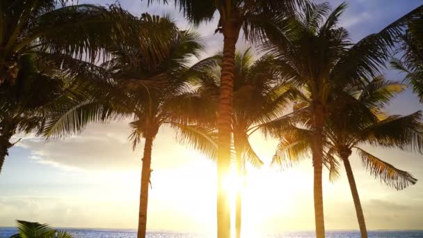 Maya Riviera Palmen Strand Sonnenaufgang Der Karibik Von Mexiko — Stockvideo